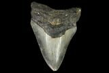 3.47" Fossil Megalodon Tooth - North Carolina - #129979-1